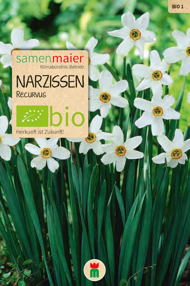 samen-maier-bio-narzissen-recurvus-blumenzwiebeln-wei-duftend image 1