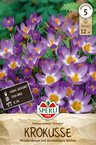 sperli-wildkrokus-tricolor-459371-blumenzwiebeln-f-r-ca-15-pflanzen image 7