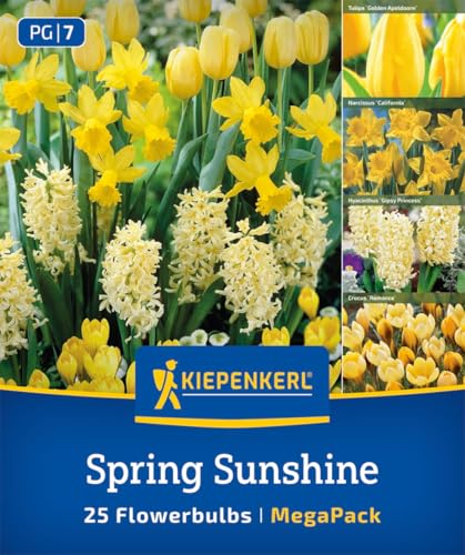 kiepenkerl-mega-pack-spring-sunshine-mix-gelbe-fr-hbl-hermischung image 6