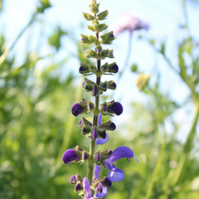 samen-maier-bio-wiesen-salbei-salvia-pratensis-im-topf image 4