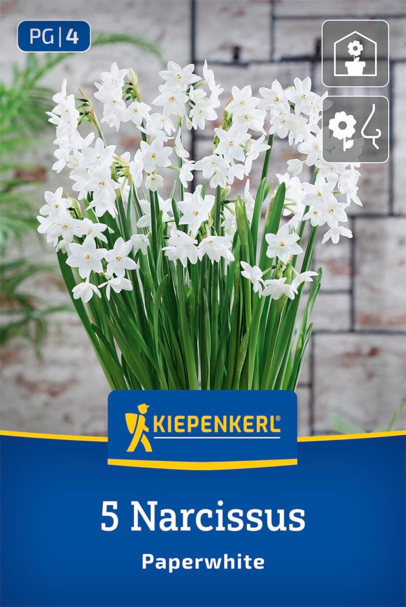 kiepenkerl-zimmer-narzisse-paperwhite-blumenzwiebeln image 1