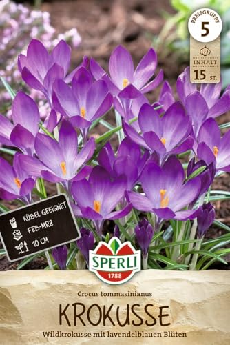 sperli-wildkrokus-c-tommasinianus-458138-lavendel-wei-verwildernd image 7