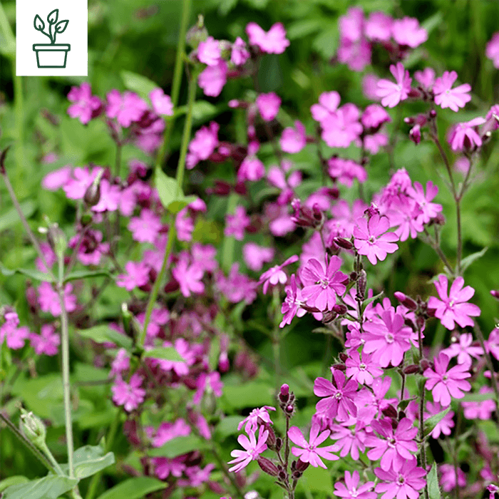 samen-maier-bio-rote-lichtnelke-silene-dioica-topfpflanze image 1