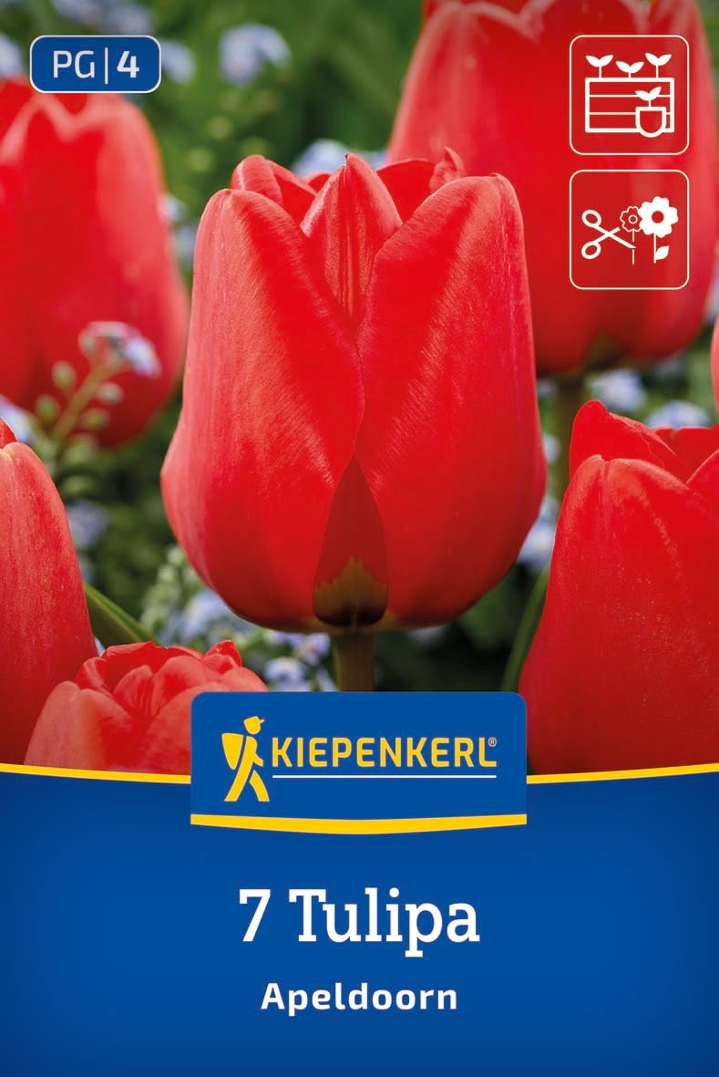 kiepenkerl-darwin-hybrid-tulpe-apeldoorn-blumenzwiebeln-rote-tulpen-50-cm-april- image 1