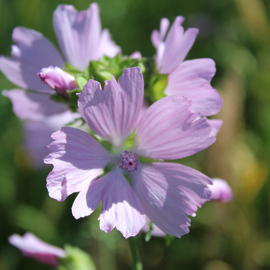samen-maier-bio-rosenmalve-malva-alcea-im-topf-wildblume image 2
