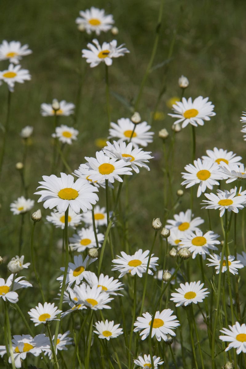samen-maier-bio-kleine-margerite-leucanthemum-vulgare-im-topf image 2