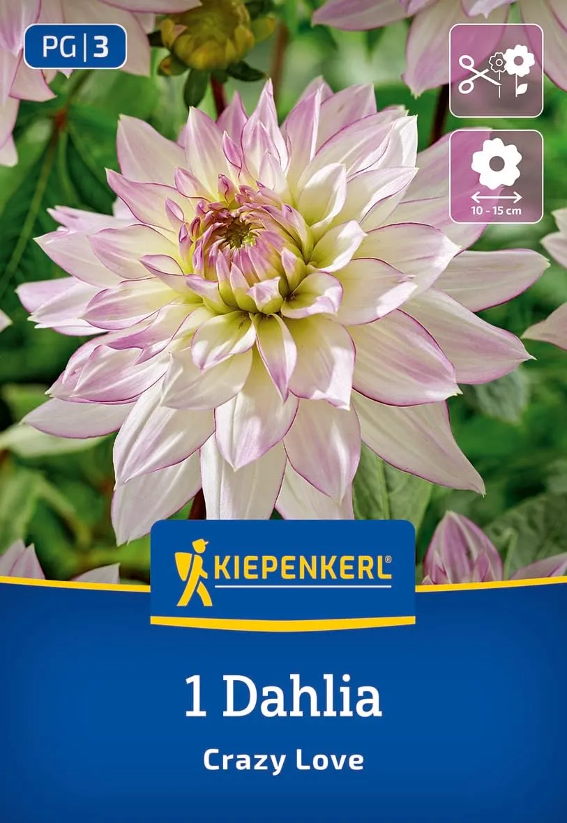 kiepenkerl-dekorative-dahlie-crazy-love-dahlienknollen-wei-rosa-gef-llt-100-cm image 1