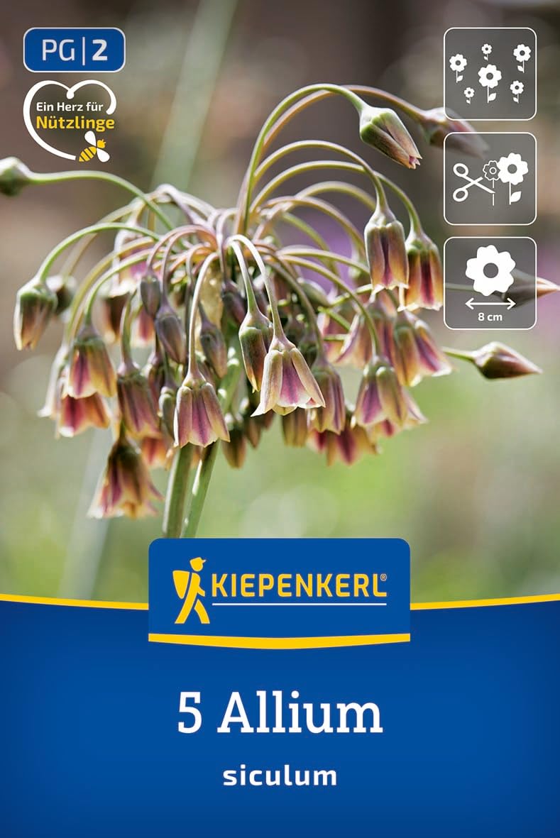 kiepenkerl-sizilianischer-honiglauch-2700000-blumenzwiebeln image 1