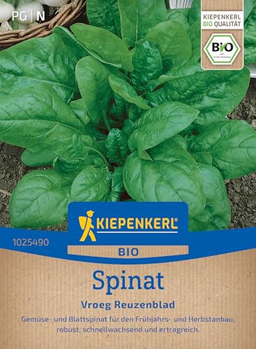 kiepenkerl-spinatsamen-vroeg-reuzenblad-gem-sesaat image 7