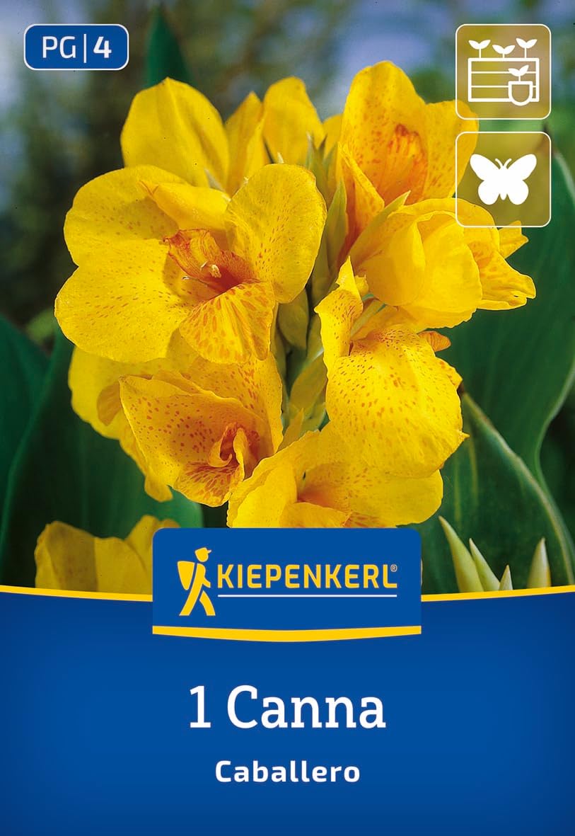 kiepenkerl-blumenrohr-canna-caballero-blumenzwiebeln-60-cm image 1