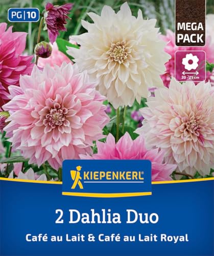 kiepenkerl-dahlien-duo-caf-au-lait-caf-au-lait-royal-blumenzwiebeln image 7