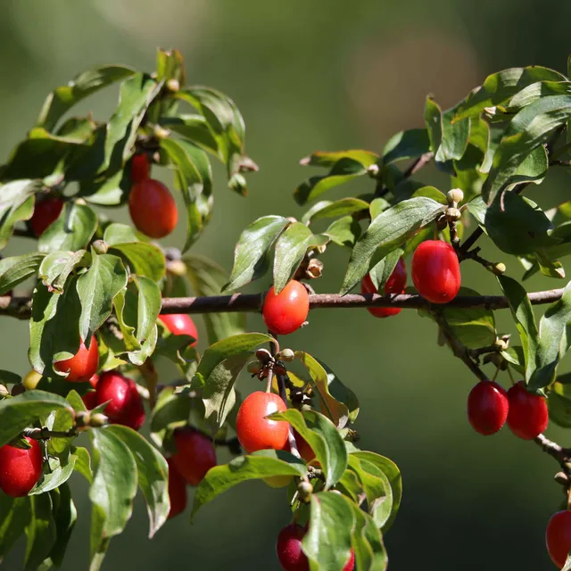 samen-maier-bio-kornelkirsche-jolico-obstgeh-lz image 1