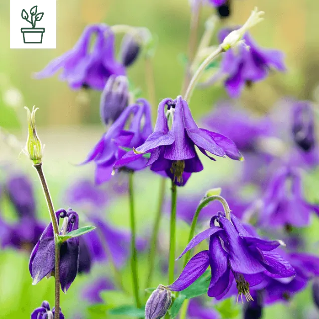 samen-maier-bio-gemeine-akelei-aquilegia-vulgaris-wildblumen-staude-im-topf image 1