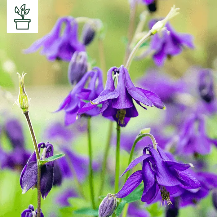 samen-maier-bio-gemeine-akelei-aquilegia-vulgaris-wildblumen-staude-im-topf image 1