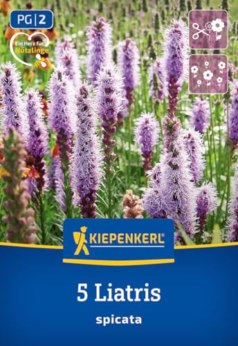kiepenkerl-prachtscharte-liatris-blau-blumenzwiebeln-mehrj-hrig-winterhart-70-cm image 7