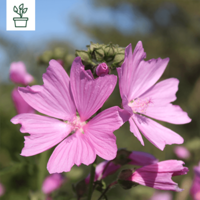samen-maier-bio-rosenmalve-malva-alcea-im-topf-wildblume image 3