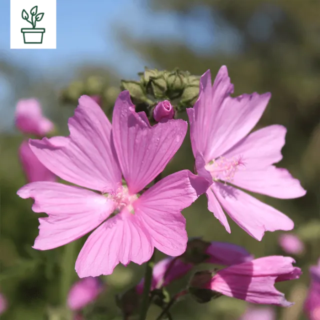 samen-maier-bio-rosenmalve-malva-alcea-im-topf-wildblume image 1
