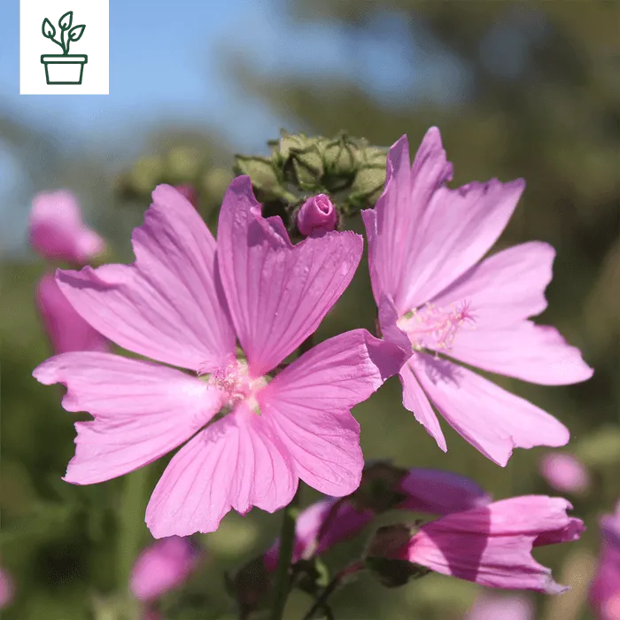 samen-maier-bio-rosenmalve-malva-alcea-im-topf-wildblume image 1