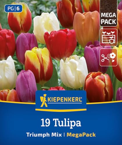 kiepenkerl-mega-pack-triumph-tulpen-mischung-blumenzwiebeln-19-st-ck-zweifarbig- image 8