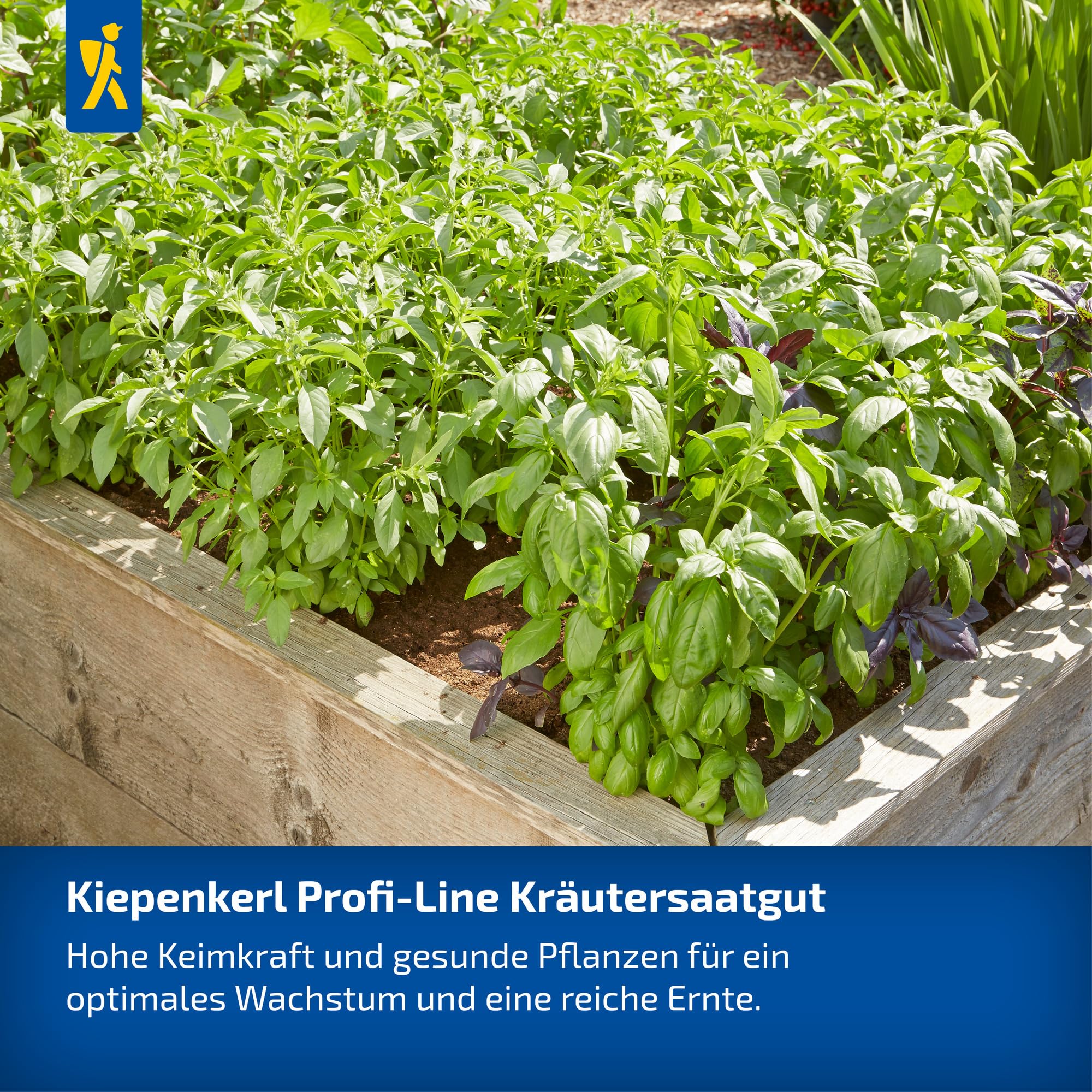 kiepenkerl-petersiliensamen-laura-1055630-glatte-powersaat-kr-utersamen-20-30-cm image 6
