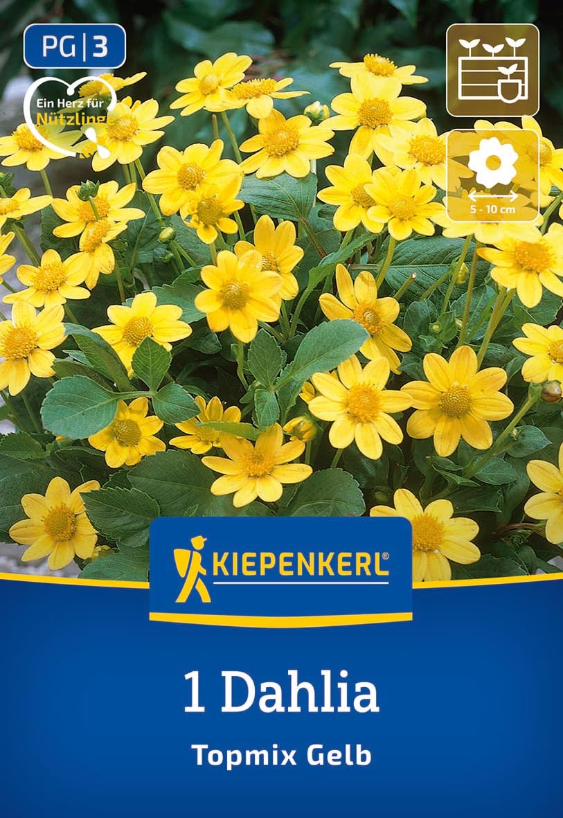 kiepenkerl-beet-topf-dahlie-topmix-gelb-3000057-blumenzwiebeln image 1