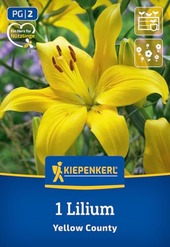 kiepenkerl-asiatische-lilie-yellow-county-gelbe-lilie-95-cm image 7