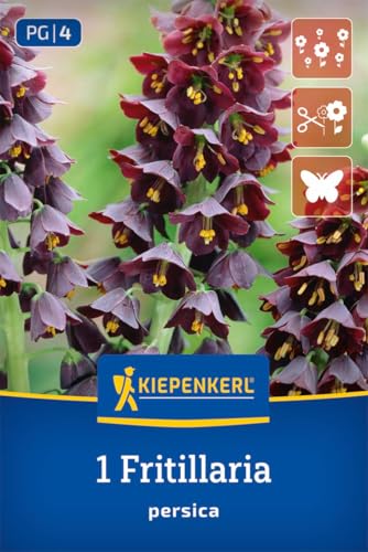 kiepenkerl-persische-kaiserkrone-blumenzwiebeln-purpur-80-cm image 8