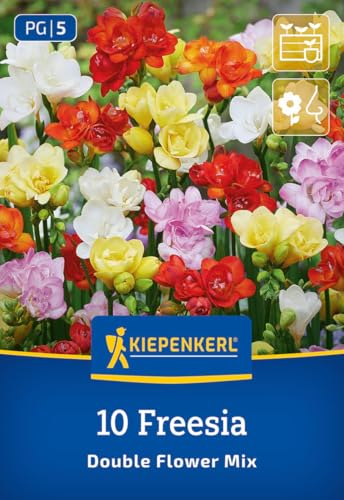 kiepenkerl-freesien-mischung-blumenzwiebeln-gef-llt-duftend-bunt image 7