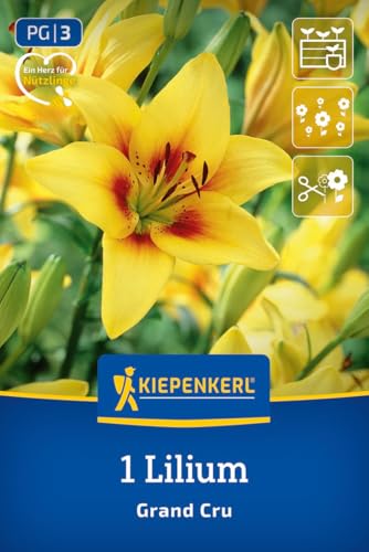 kiepenkerl-asiatische-lilie-grand-cru-blumenzwiebeln-gelb-90-cm-schnittblume image 8