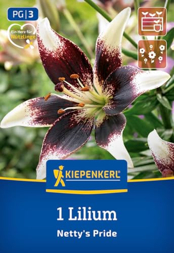 kiepenkerl-asiatische-lilie-netty-s-pride-blumenzwiebeln-zweifarbig-winterhart image 7