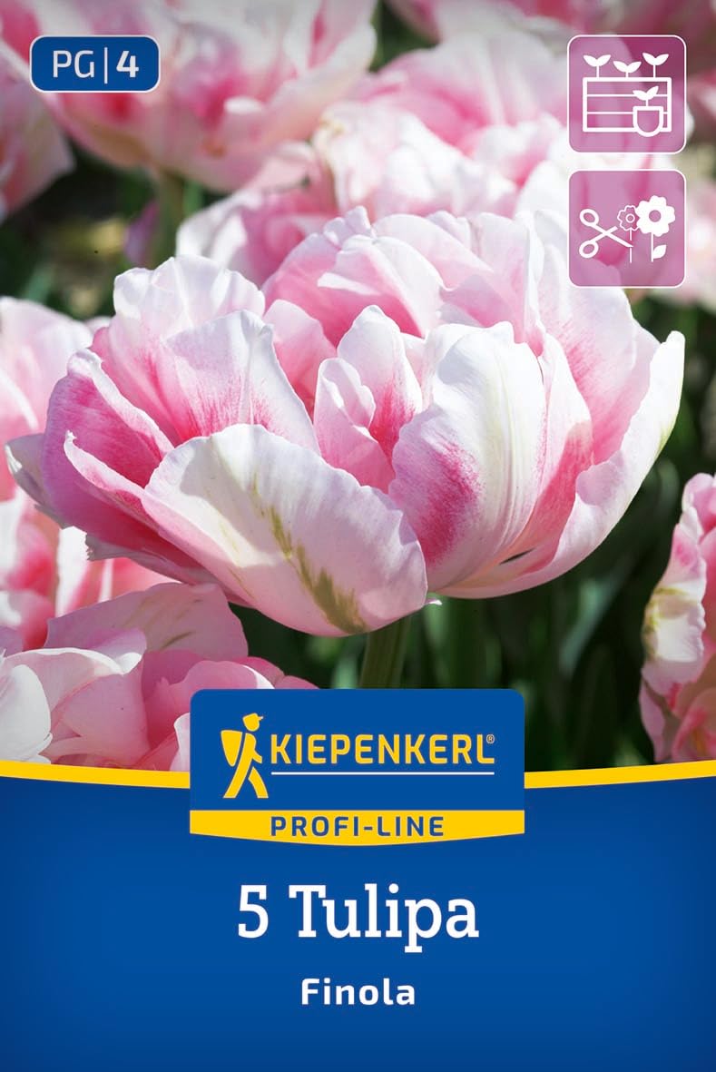 kiepenkerl-profi-line-gef-llte-sp-te-tulpe-finola-blumenzwiebeln-rosarot-50-cm image 1