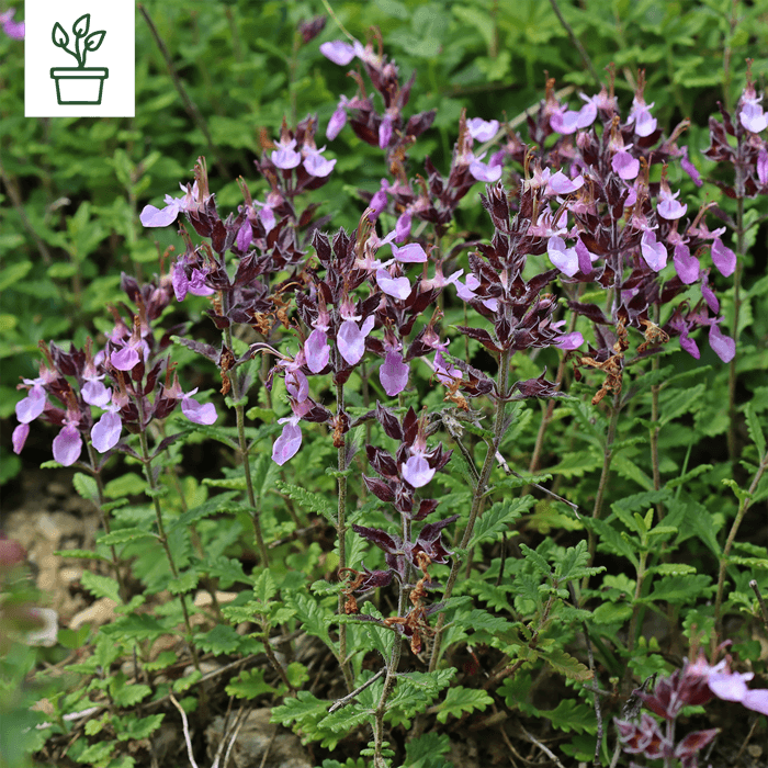 samen-maier-bio-edel-gamander-teucrium-chamaedrys-im-topf image 1