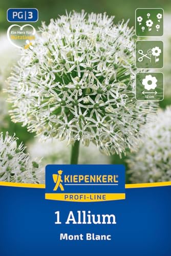 kiepenkerl-2700005-zierlauch-mont-blanc-riesen-allium-wei-100-cm image 8