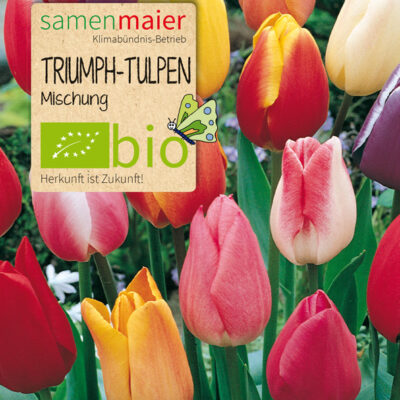 samen-maier-bio-triumph-tulpen-mischung-1-bio-blumenzwiebeln-gemischt image 2