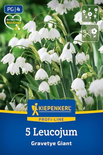 kiepenkerl-profi-line-sommerknotenblume-gravetye-giant-blumenzwiebeln-50-cm-wei- image 8