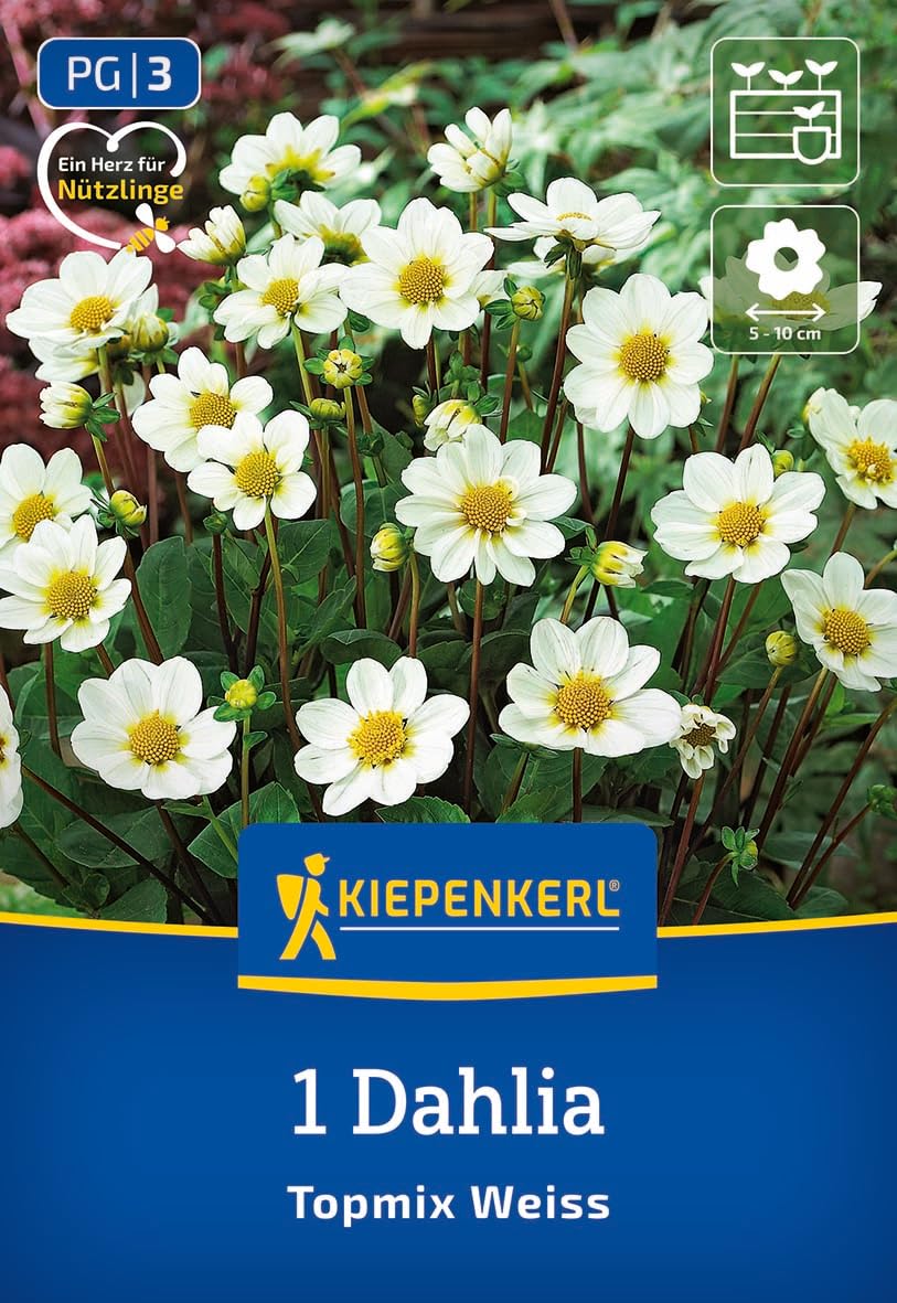 kiepenkerl-beet-topf-dahlie-topmix-wei-blumenzwiebeln image 1