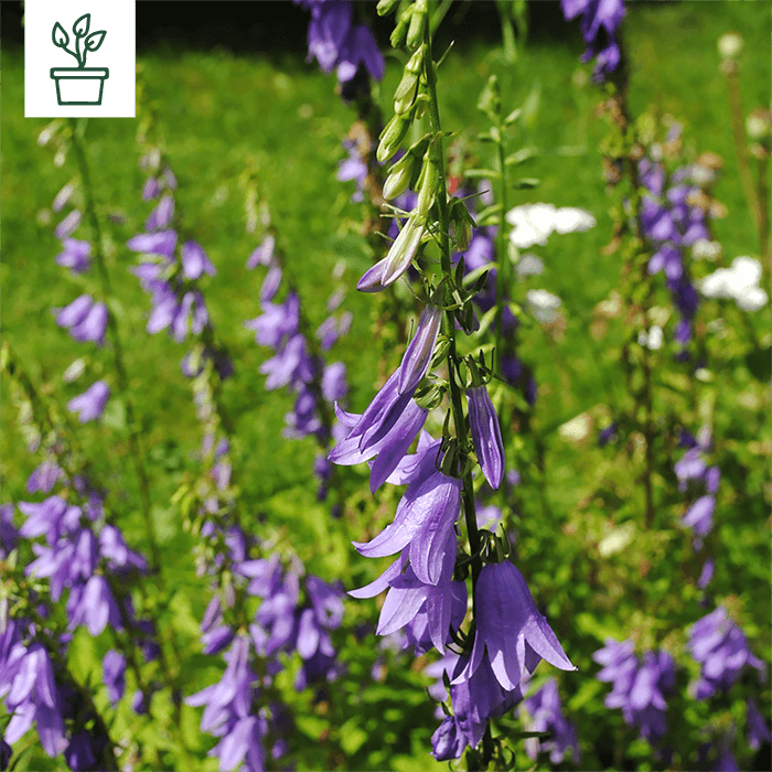samen-maier-bio-acker-glockenblume-campanula-rapunculoides-im-topf image 1