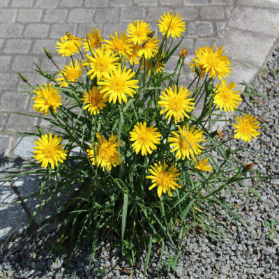 samen-maier-bio-gro-er-wiesen-bocksbart-tragopogon-orientalis-im-topf image 4