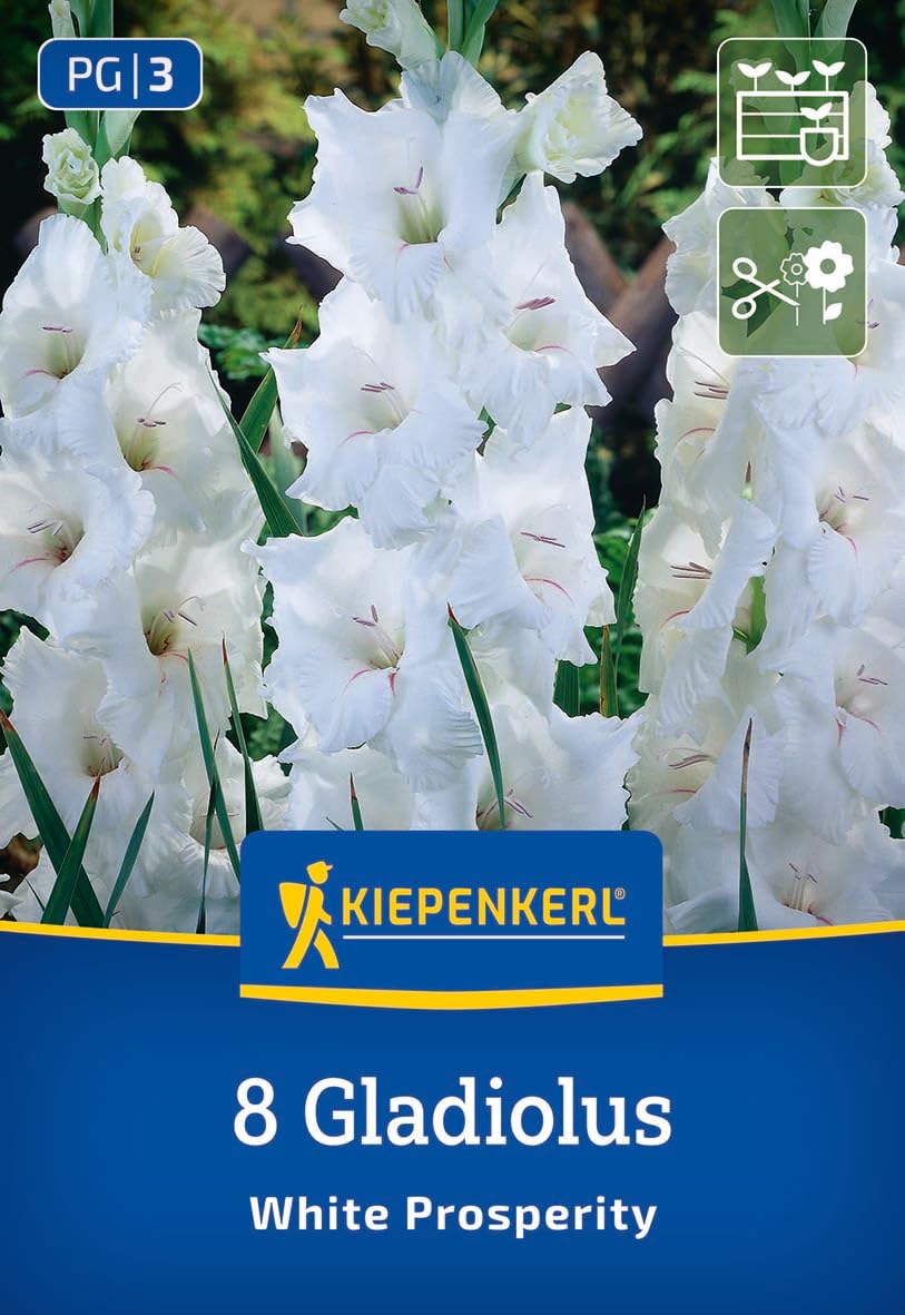 kiepenkerl-gro-blumige-gladiole-white-prosperity-wei-e-gladiolenzwiebeln-mit-lil image 1