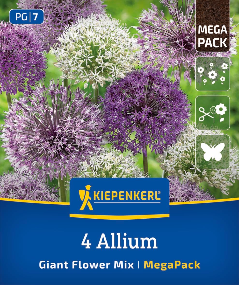 kiepenkerl-mega-pack-zierlauch-allium-mischung-blumenzwiebeln-4-sorten-winterhar image 1