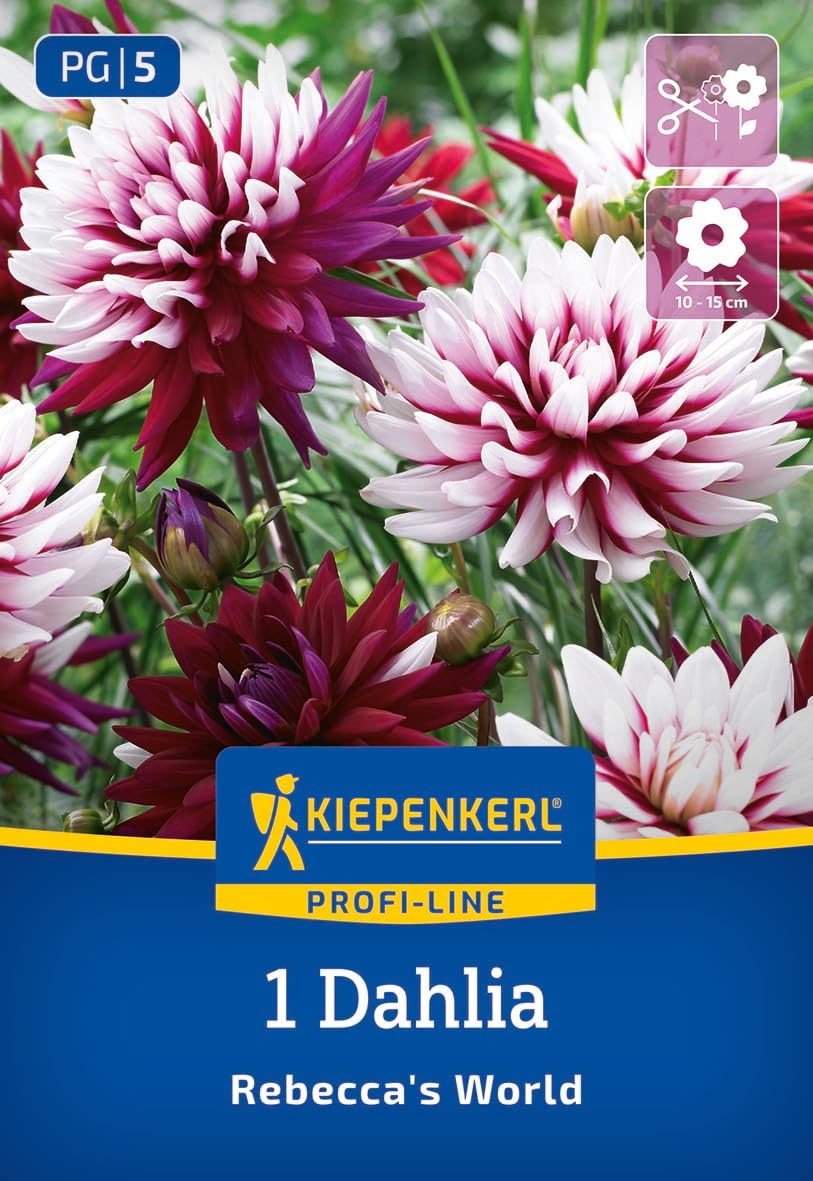 kiepenkerl-profi-line-dekorative-dahlie-rebecca-s-world-blumenzwiebeln image 1