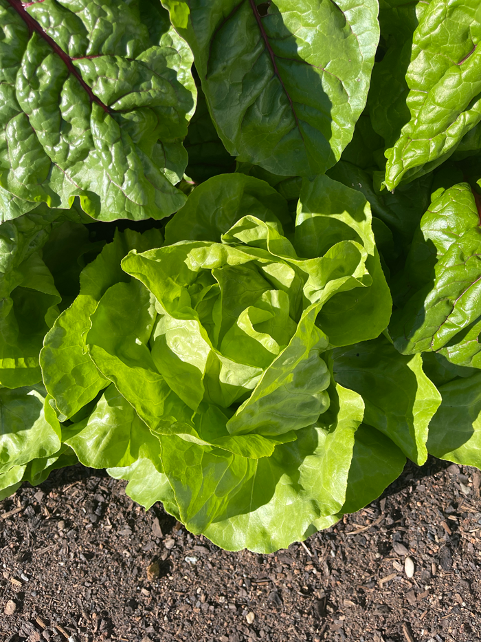 samen-maier-bio-kopfsalat-ovation-saatgut-2 image 3