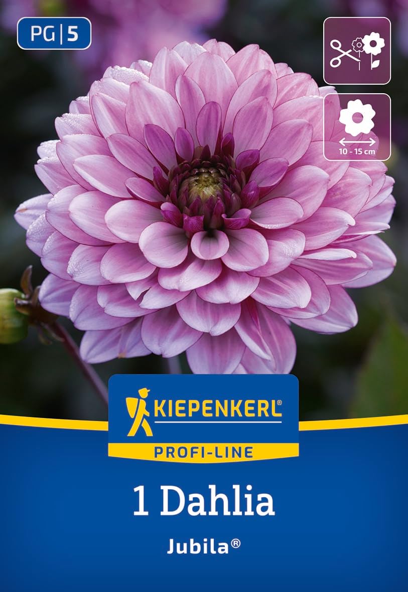 kiepenkerl-profi-line-dahlie-jubila-blumenzwiebeln-lila-dunkellaubig-80-cm image 1