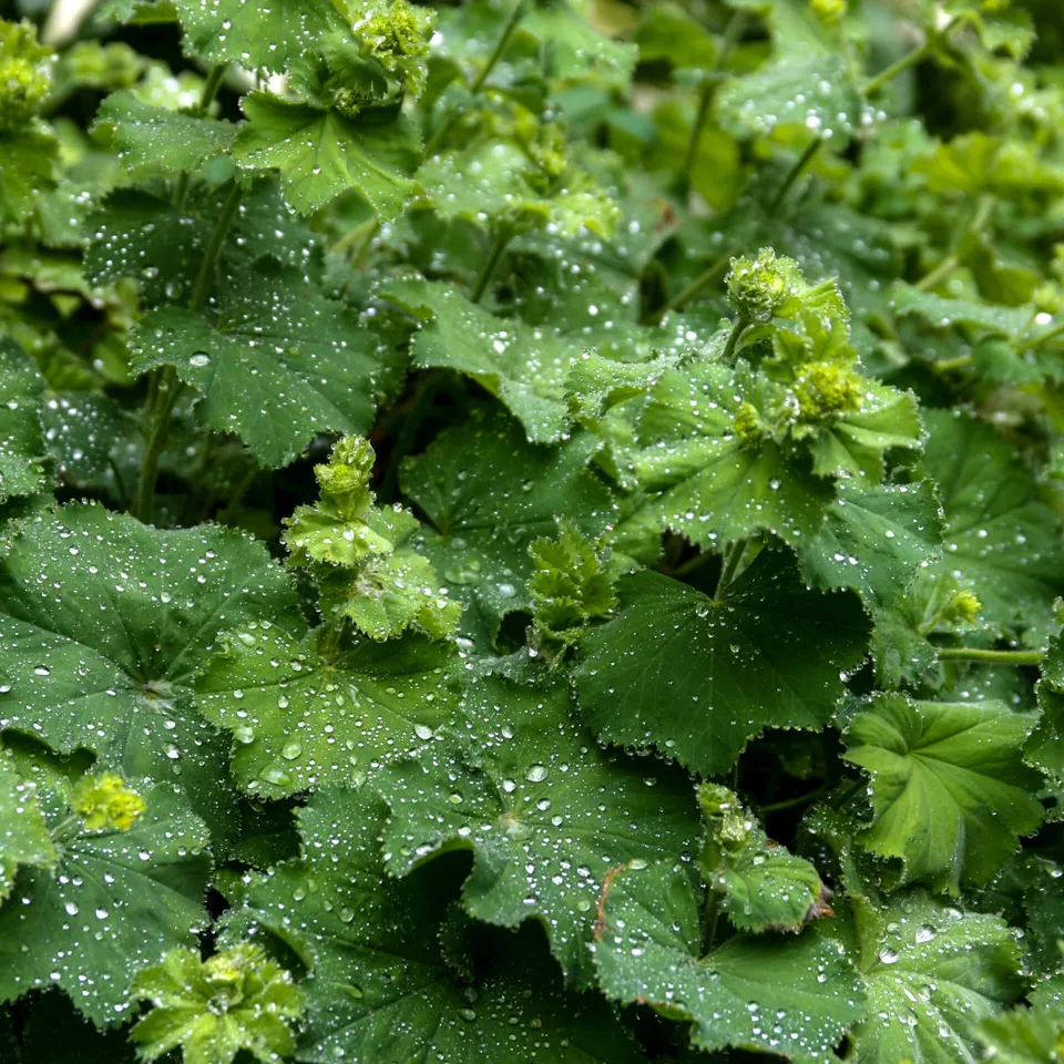 samen-maier-bio-frauenmantel-alchemilla-vulgaris-topfpflanze image 1