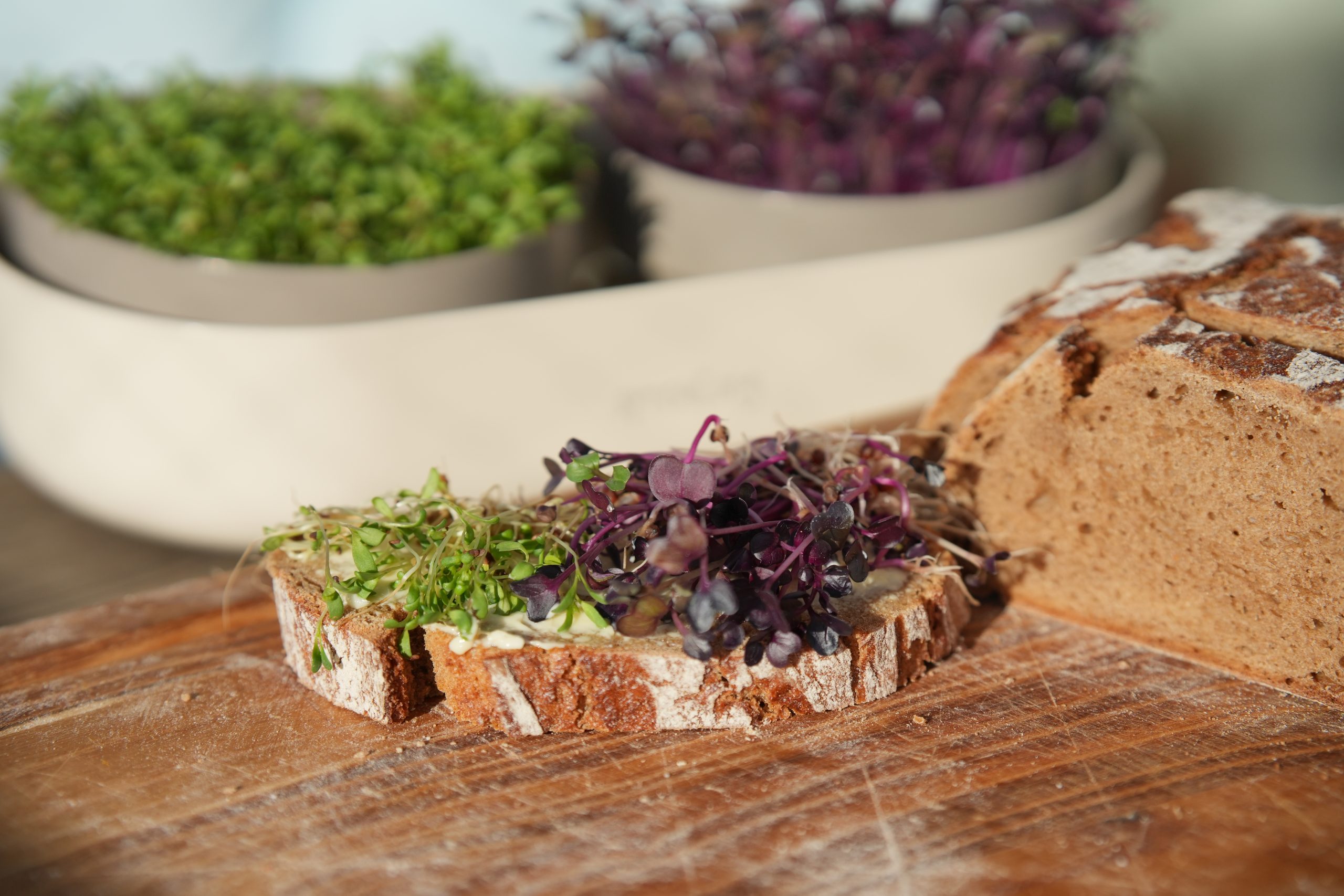 samen-maier-sprossen-starterset-doppelt-bio-sprossen-microgreens image 4