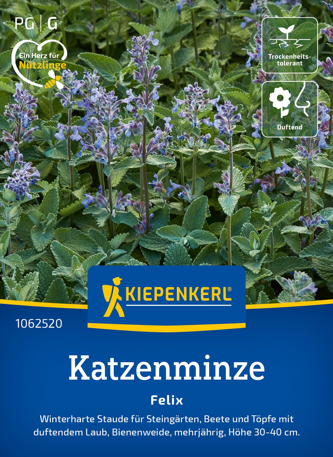 kiepenkerl-kapuzinerkresse-lady-bird-blumensaatgut image 8