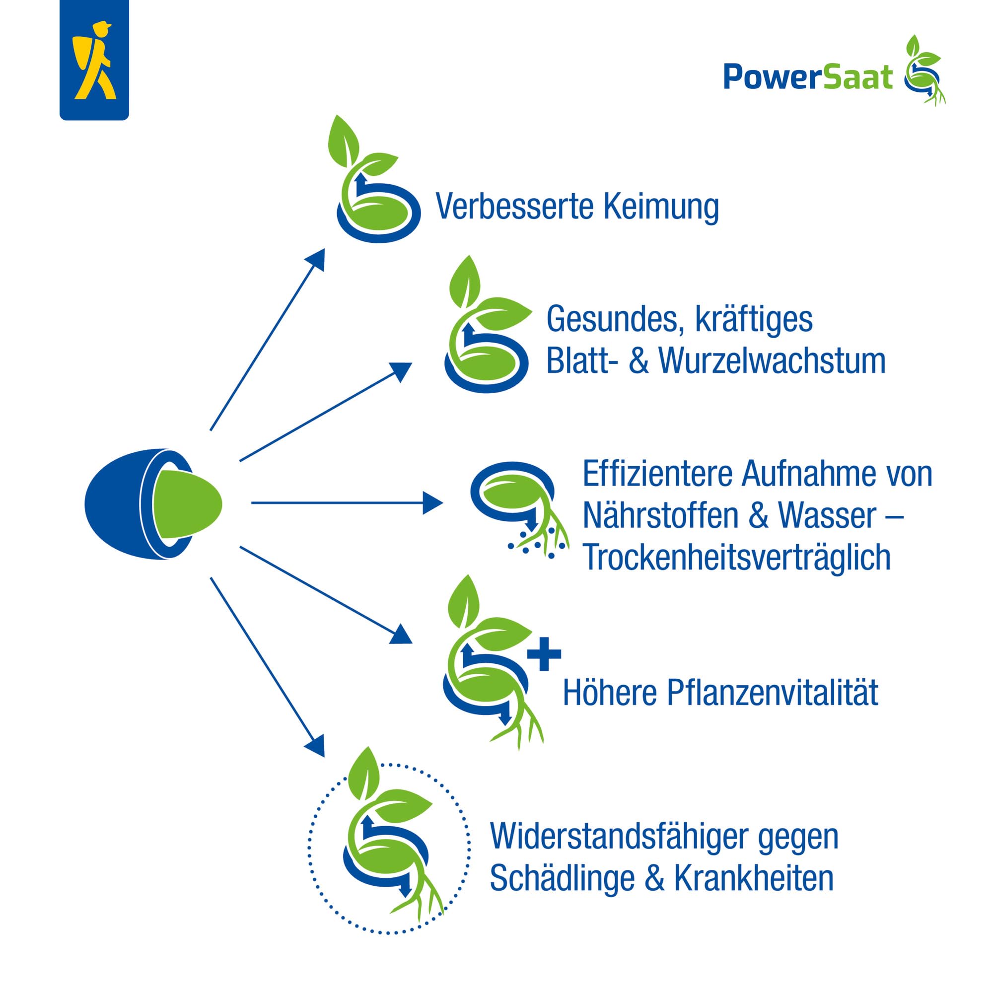 kiepenkerl-spinatsamen-helios-1025670-powersaat-schossfest-f-r-beet-kasten image 6