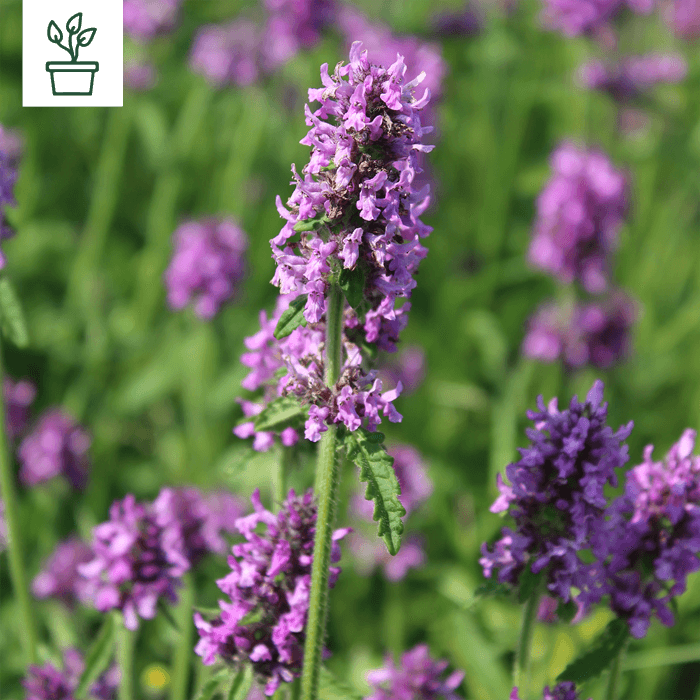 samen-maier-bio-dichtbl-tiger-ziest-betonica-officinalis-wildblumenstaude-im-top image 1