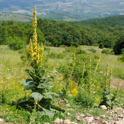 samen-maier-bio-echte-k-nigskerze-verbascum-thapsus-topfpflanze image 2