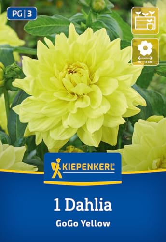 kiepenkerl-dekorative-dahlie-go-go-yellow-blumenzwiebeln-12-cm-bl-ten-50-60-cm image 7
